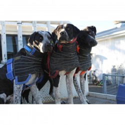 3 pig dogs wearing their Breastplate with Shoulder Extensions