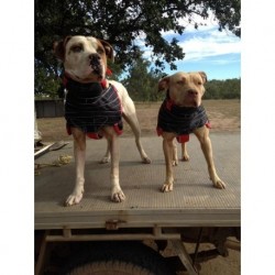 2 pig dogs with custom made breastplates