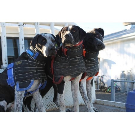 3 pig hunting dogs and their custom chest plates with shoulder extensions