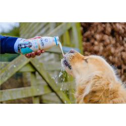 golden retriever hunting dog drinking oralade for dogs